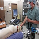 Industrial endoscope borescopes for technical inspection and quality control